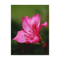 Azalea Postcards