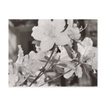 Azalea Postcard by MidnightAkita Azalea Postcard