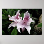 Azalea posters