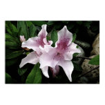 azalea, derfs, watercolor, flower, plant, altered,