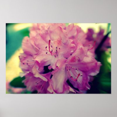 azalea poster by dkgphotography