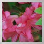 Azalea Poster Print 