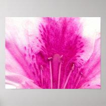 Azalea Print