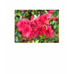 Azalea products t-shirts