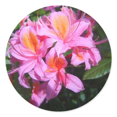 Azalea Sticker by adifferentstory