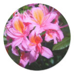 Azalea Sticker