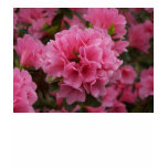 Azalea Tee t-shirts