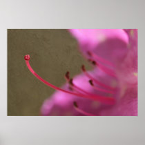Azalea Texture Posters