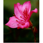 Azalea t-shirts