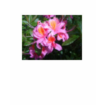 Azalea t-shirts
