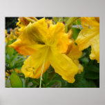 AZALEAS 10 Yellow Azalea Flowers Art Print Posters