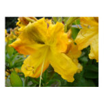 art, art prints, art posters, azalea, azaleas,