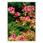 Azaleas blooming greeting card