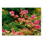 Azaleas blooming cards