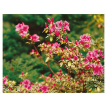 Azaleas blooming full color flyer