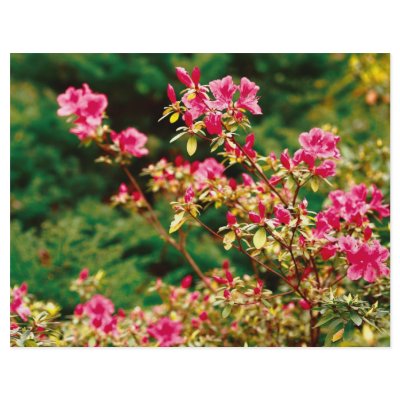 Azaleas blooming full color flyer by gavila_pt