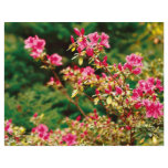 Azaleas blooming flyers
