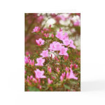 Azaleas blooming in springtime greeting cards