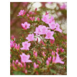 Azaleas blooming in springtime flyers