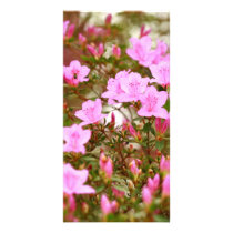 Azaleas blooming in springtime photo card
