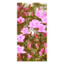 Azaleas blooming in springtime photo card