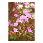 Azaleas blooming in springtime photo art