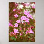 Azaleas blooming in springtime poster