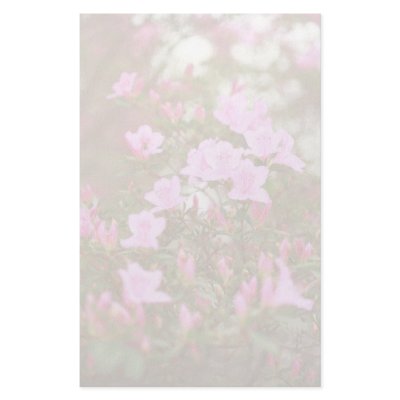 Azaleas blooming in springtime custom stationery by gavila_pt
