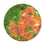 Azaleas Blooming in the Great Smoky Mountains magnets