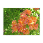 Azaleas Blooming in the Great Smoky Mountains Post Card