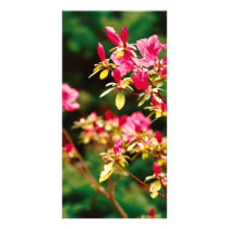 Azaleas blooming personalized photo card