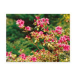 Azaleas blooming postcard