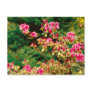 Azaleas blooming postcard