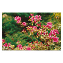 Azaleas blooming personalized stationery