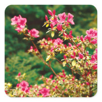 Azaleas blooming square sticker