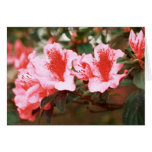 Azaleas Greeting Cards
