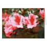 Azaleas Greeting Cards