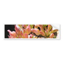 AZALEAS FLOWERS Summer 9 Azaleas Cards Gifts Mugs bumper stickers by Basleeartprintgifts AZALEAS FLOWERS Summer 9 Azaleas Cards Gifts Mugs bumper stickers