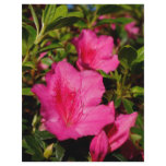 Azaleas flyers