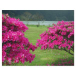 Azaleas flyers