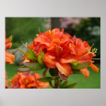 AZALEAS Orange 14 Azalea Flowers Art Print Posters