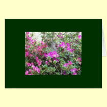 azaleas photo by Gwen Billips cards