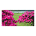 Azaleas Customized Photo Card