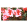 Azaleas Photo Card Template