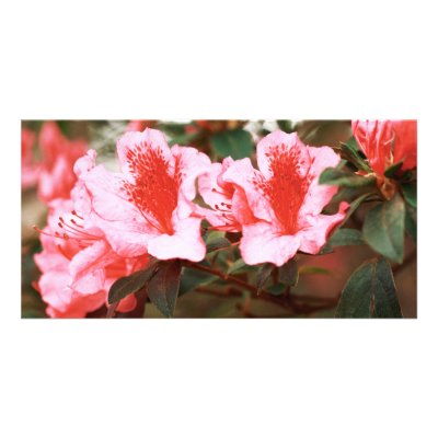 Azaleas Photo Card Template by gavila_pt