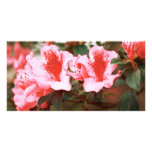 Azaleas Photo Card Template