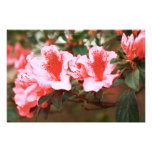 Azaleas Photo