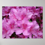 Azaleas Pink Azalea Flowers 11x14 art prints