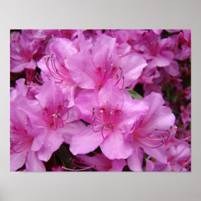 Azaleas Pink Azalea Flowers 11x14 art prints by Basleeartprintgifts