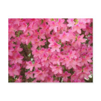 AZALEAS POST CARD Azalea Flowers POSTCARDS
